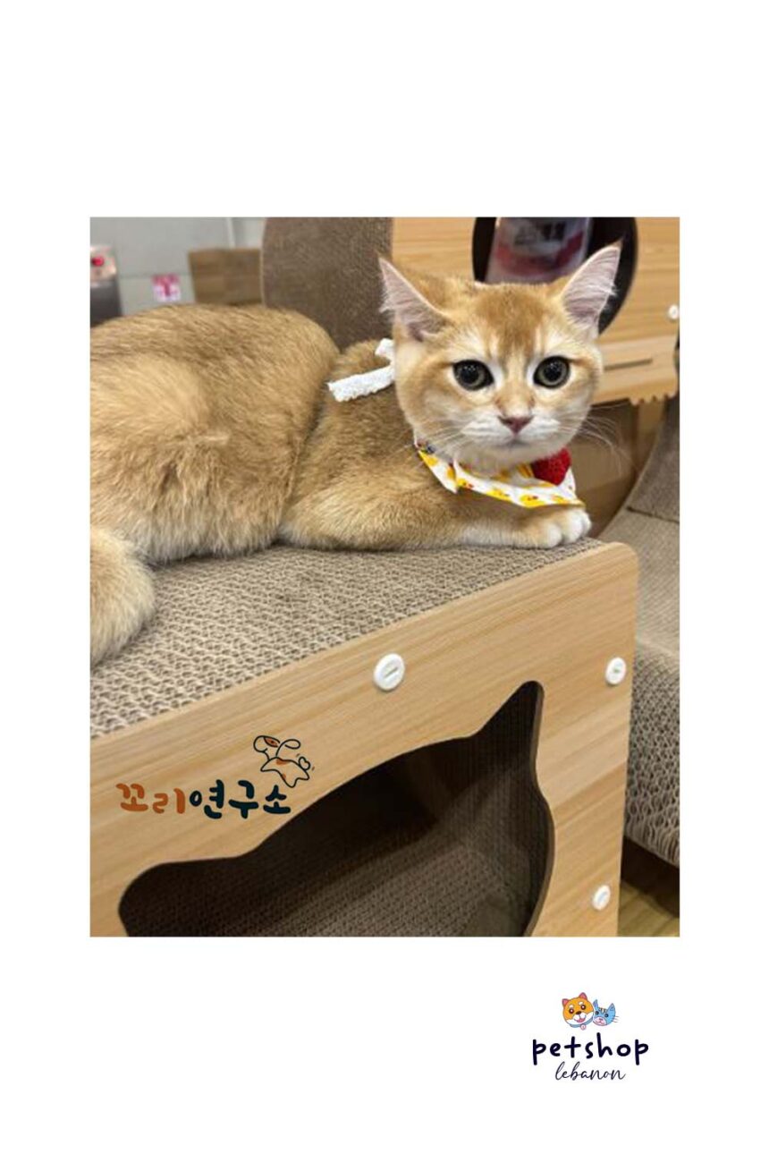 Cat wooden Scratcher Rectangular Shape | pet shop Lebanon