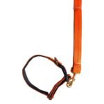 Dog Leash With Collar - size Large 2.5cm